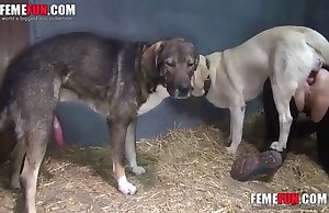 Cảnh chó đụ với quái vật màu trắng